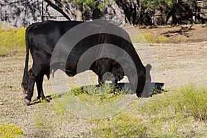 A black cow grazing