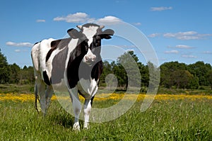 Black cow grazing in a field