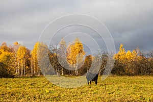 Black cow grazing in a field