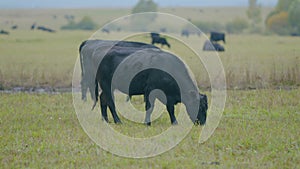 Black cow grazing on a grass field. Cows grazing livestock industry. Selective focus.