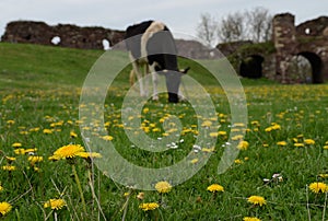 Black cow on the green field with big tree. Rural landscape