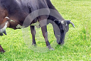 Black cow on a green meadow eating grass