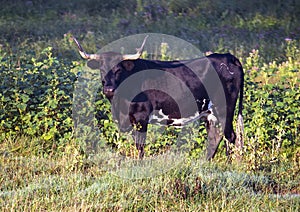 Black cow with horns standing in a field in the State of Oklahoma in the United States of America.