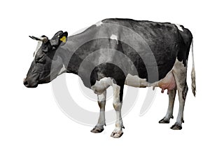 Black cow isolated on white. Funny spotted cow full length