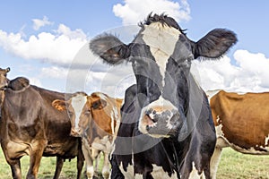 Black cow looking at the camera, approaching curious in a green field and with a blue sky