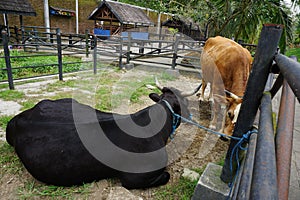 Black Cow lying down on the ground and the brown cow& x27;s back standing in front of it on their cage.