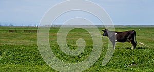 Black cow on the meadow full of greenery.