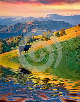 Black cow on the pasture on the shore of small lake.