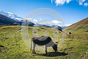 A black cow pasturing in rural community in the mountains