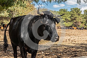 Black cow resting at Sierra de Guadarrama, Madrid, Spain photo