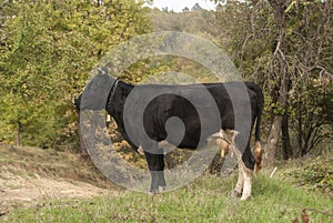 Cow grazing closeup photo