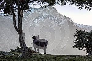 Black cow in snow capped mountains of Corsica