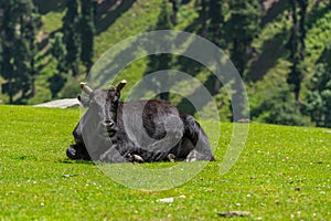 Black cow at Sonamarg in summer, Srinagar, India