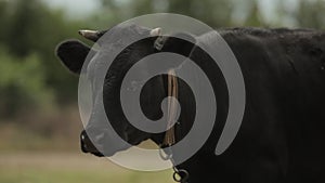 Black cow staing among green field in the village