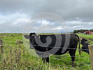 Black cow, standing by a barbed wire fence on, Mutton Lane, Allerton, UK photo