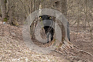 Black Cow Standing Next to Tree in Forest