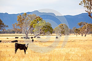 Black cow standing in yellow grass.