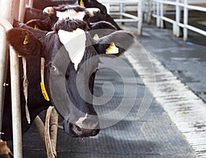 A black cow stands on a farm and looks at the camera, close-up, farming, kine