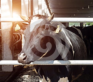 A black cow stands on a farm and looks at the camera, close-up, farming, the sun is shining, kine