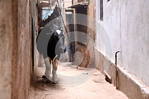A black cow walking on the alley, Varanasi India