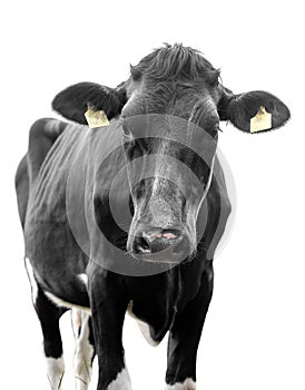 Black cow on a white background