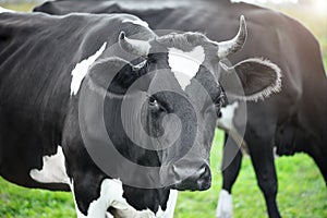 A black cow with white spots grazing in a pasture close-up. The concept of environmentally friendly farming with natural nutrition