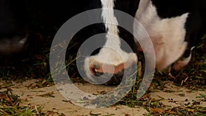 A black cow with white spots stands in the barn and eats grass silage, close-up, cow muzzle, cow food and farming, milk