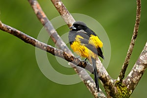 Black-cowled Oriole, Icterus prosthemelas, sitting on the green branch. Tropic bird in the nature habitat. Wildlife in Costa Rica.