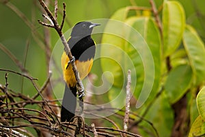 Black-cowled Oriole - Icterus prosthemelas  black and yellow bird in the family Icteridae, found in the eastern half of mainland photo