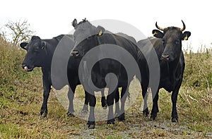 Black Cows