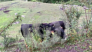 Black cows in the countryside walking in the meadow