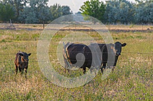 Black Cows grazing in a grassy field