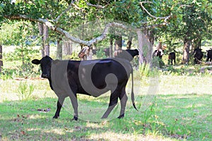 Black cows roaming on a ranch with grass and trees