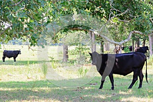 Black cows roaming on a ranch with grass and trees