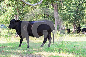 Black cows roaming on a ranch with grass and trees