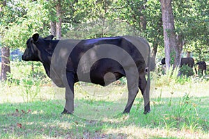 Black cows roaming on a ranch with grass and trees