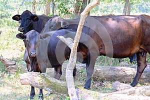 Black cows roaming on a ranch with grass and trees