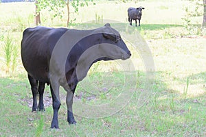 Black cows roaming on a ranch with grass and trees