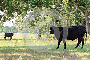 Black cows roaming on a ranch with grass and trees