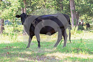 Black cows roaming on a ranch with grass and trees