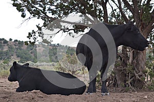 Black cows standing and resting under green tree in New Mexican hills