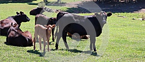 Black cows with tan colored little calf in the pasture field