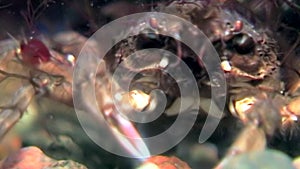 Black crab hios underwater in search of food on seabed of White Sea Russia.