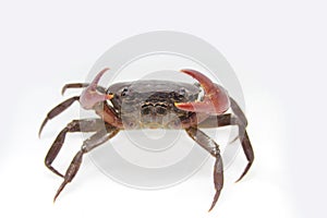 Crab isolated on white background