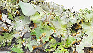 Black cracked Sheet or Netted Ruffle Lichen - Parmotrema reticulatum - used as natural antimicrobial agent against pathogens