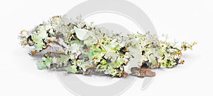 Black cracked Sheet or Netted Ruffle Lichen - Parmotrema reticulatum - used as natural antimicrobial agent against pathogens