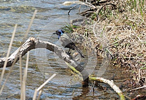 Black crackle bird sitting on a branch photo