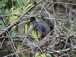 Black crake Amaurornis flavirostra