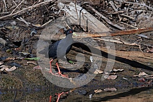 Black crake Amaurornis flavirostra