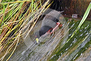 Black Crake (Amaurornis flavirostra)